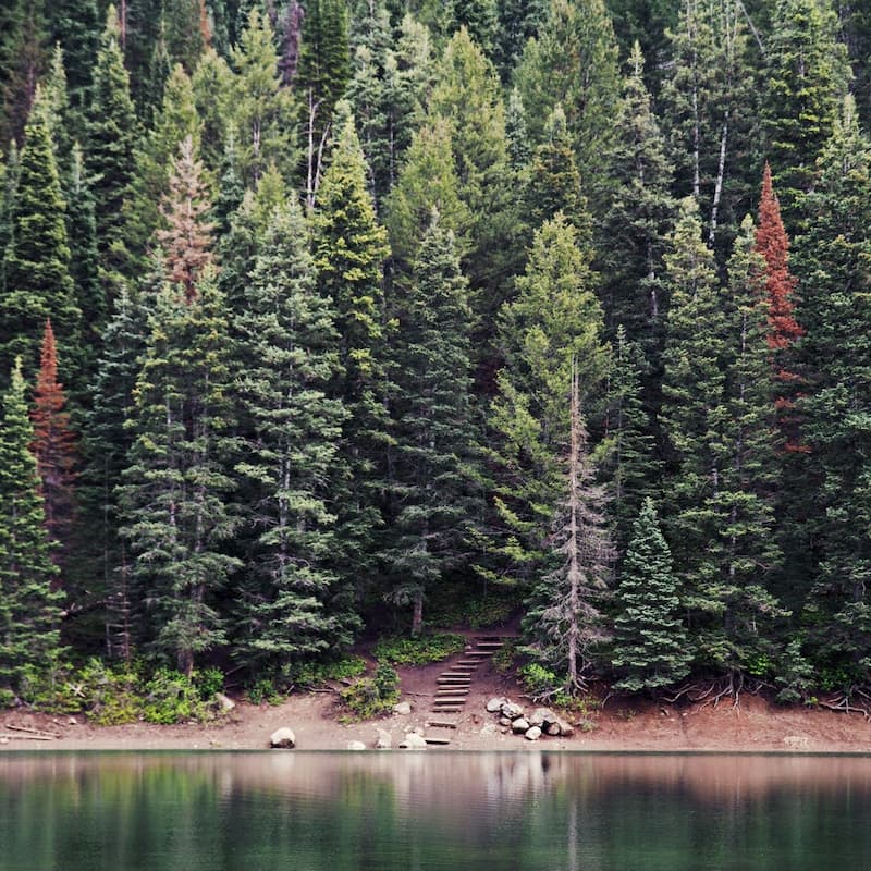 Wald mit See